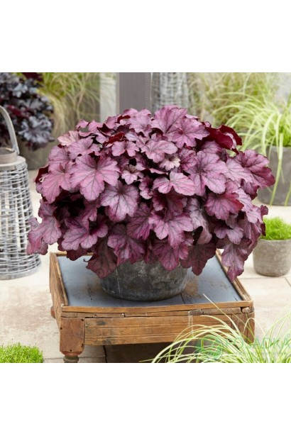 Heuchera hybrida ’Wild Rose’